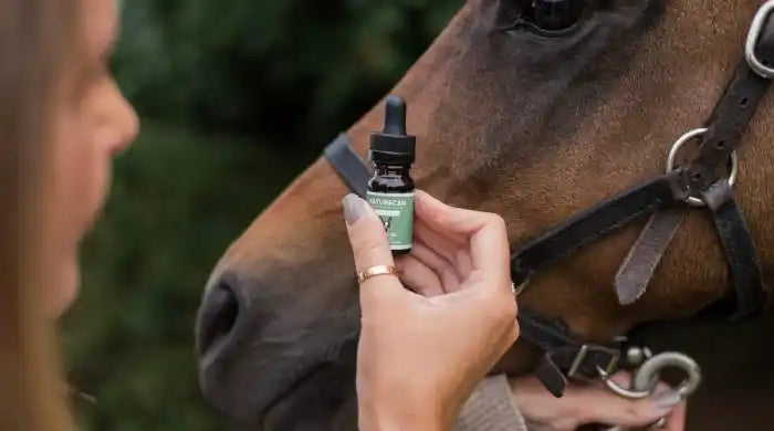 CBD para caballos: ¿Es seguro? Beneficios y dosis