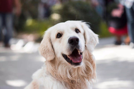 6 señales de estrés en perros: causas y soluciones efectivas