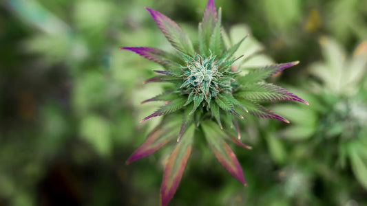 Cogollo de una flor de CBD 