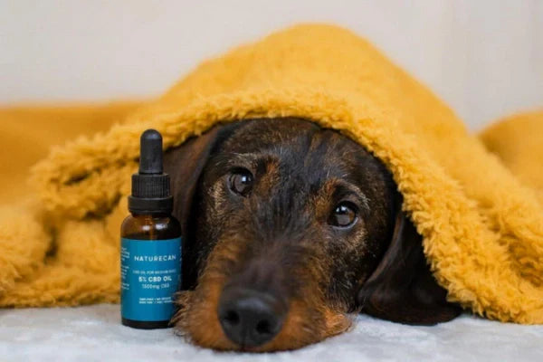 CBD para perros con artritis: Beneficios y estudios científicos