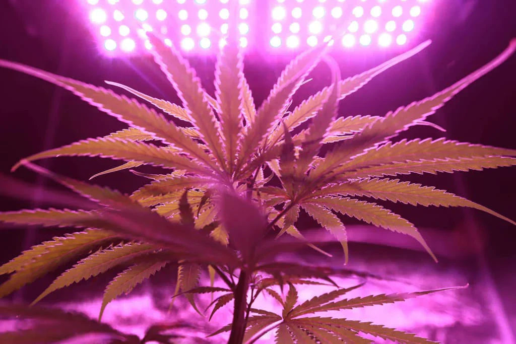 Cómo dejar el THC