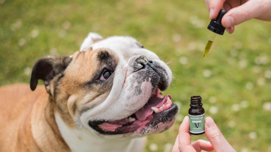 CBD para perros ¿Qué es y como funciona?
