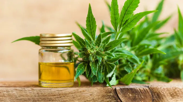CBD frente a THC