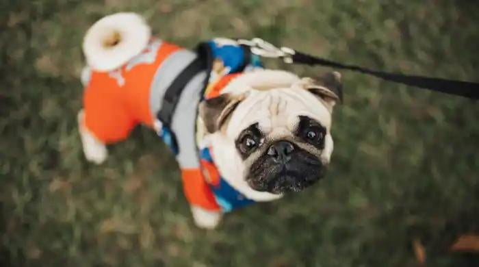 Por que tiembla mi perro