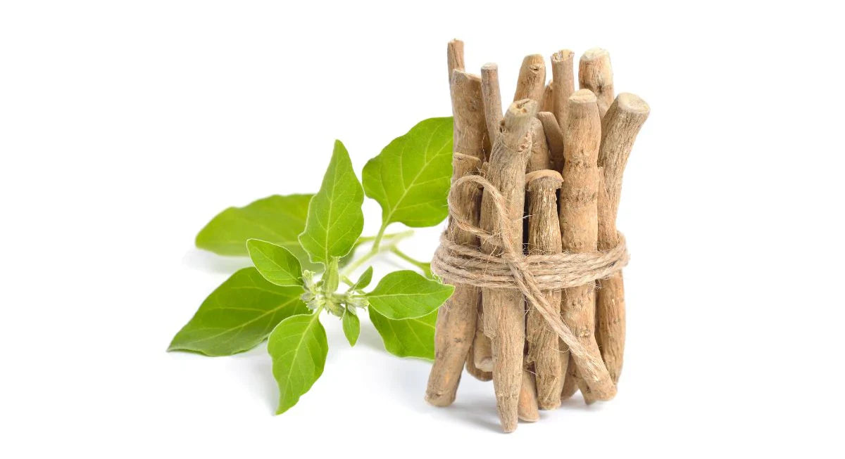 Ashwagandha frente a Rhodiola