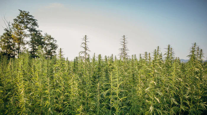 ¿Cuáles son los beneficios de obtener aceite de CBD de cáñamo orgánico?