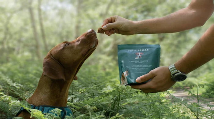Perro tomando un premio de CBD relajante