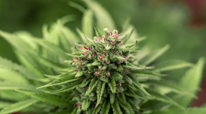 Flores de CBD