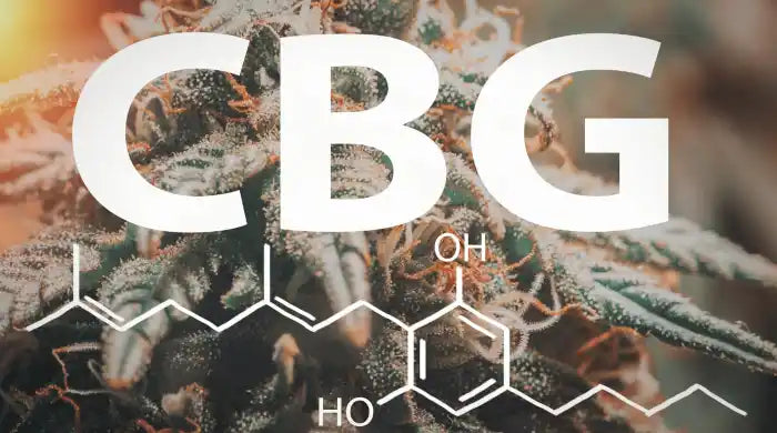 CBG: Gominolas o Aceite. ¿Cuál es la diferencia?