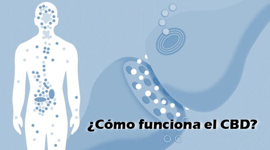 ¿Cómo funciona el CBD?