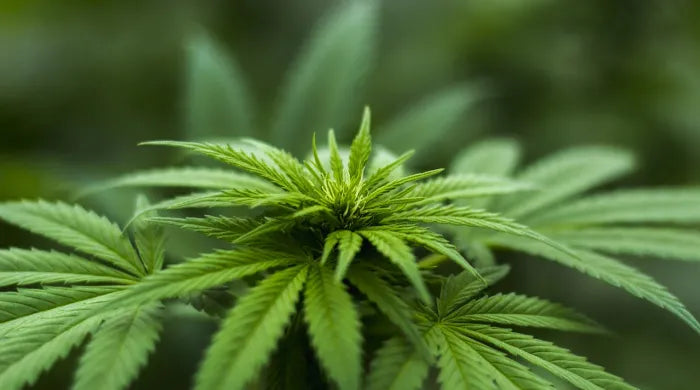 ¿Qué es la descarboxilación y por qué es necesaria para el CBD?