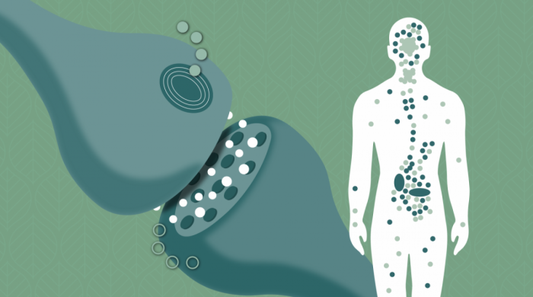 sistema endocannabinoide