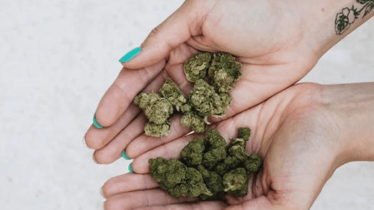 Indica vs Sativa_ cual es la mejor flor de CBD