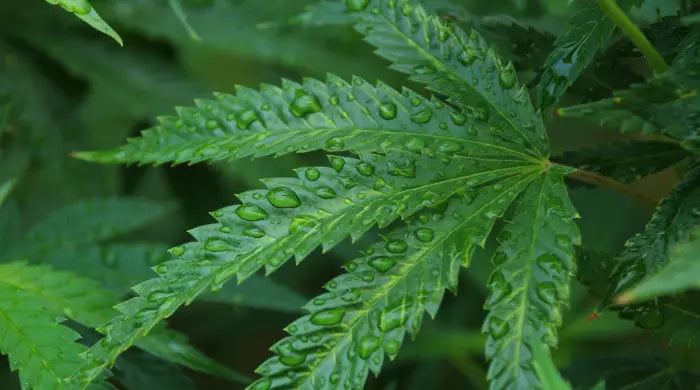 ¿Qué es el cáñamo? La diferencia entre cáñamo, marihuana y CBD