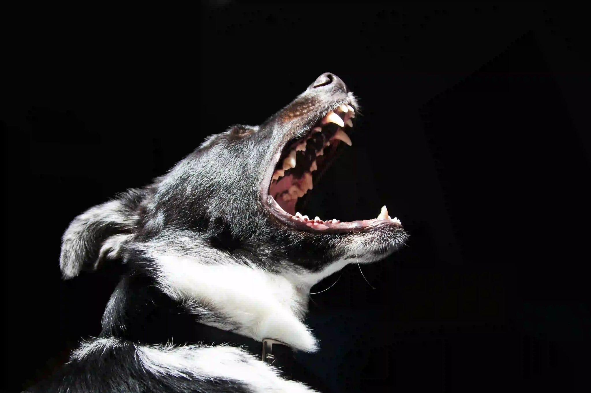 Trucos para que un perro no ladre