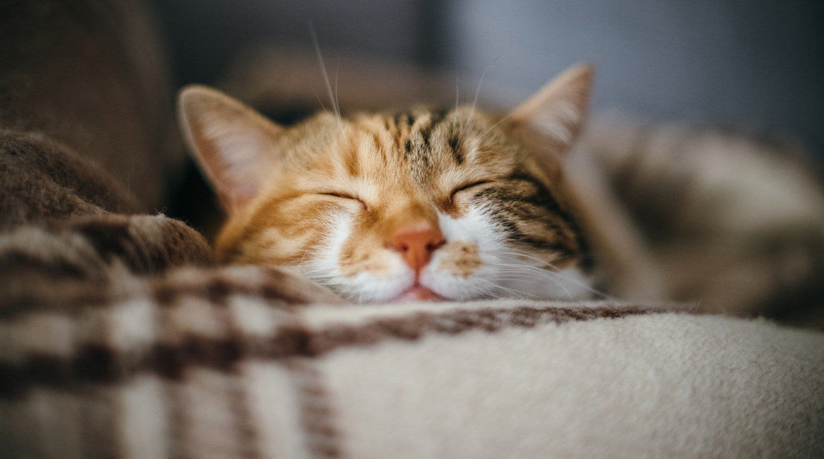 CBD para gatos: todo lo que necesitas saber