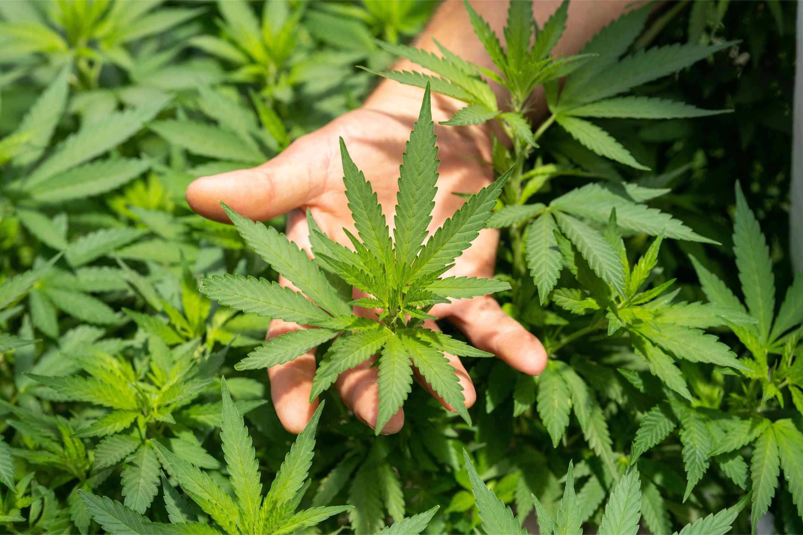 CBD Sintético vs. CBD Natural: ¿Cuál es la diferencia?
