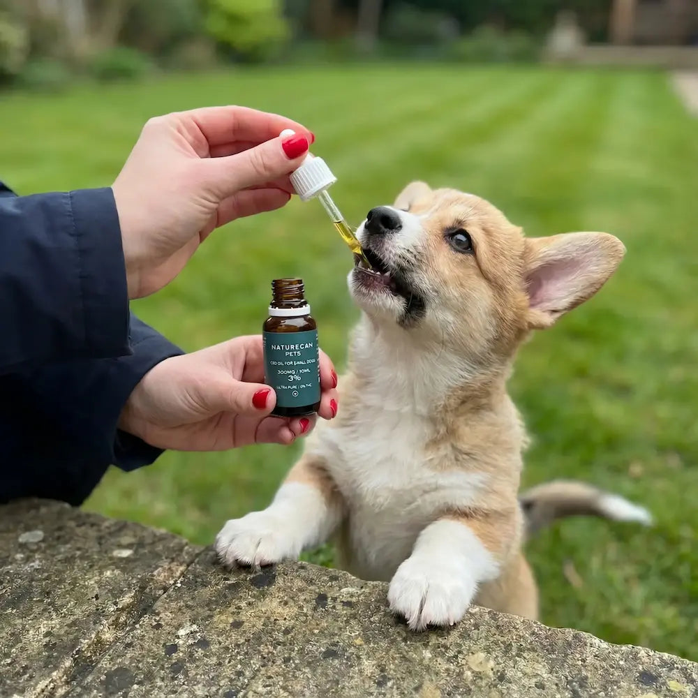 Aceite CBD Ultrapuro Perros