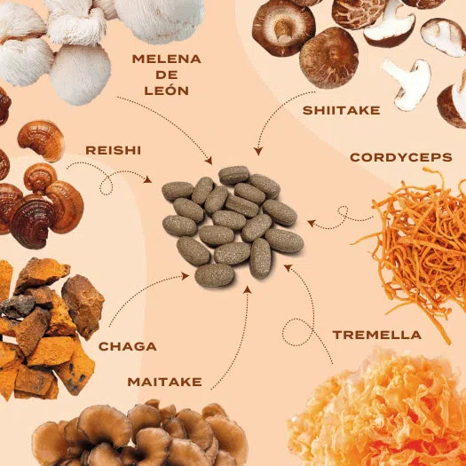 Complejo de setas | cordyceps, reishi y chaga | Naturecan España