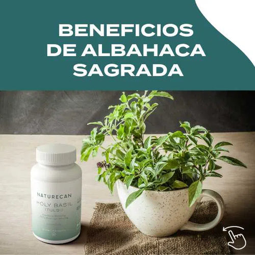 Albahaca Sagrada (Holy Basil) cápsulas