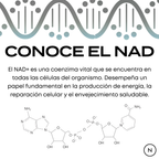 Suplemento NAD (NR) de Naturecan