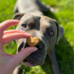 Pack articulaciones para perros